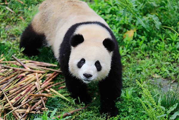 Meng Meng, 5, a female panda, plays at the Chengdu Panda Research Base on May 3, 2017. (Photo/Xinhua)