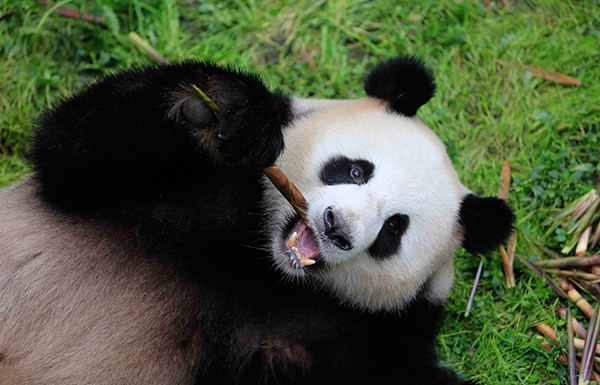 Jiao Qing, 7, a male panda, eats bamboos at the Chengdu Panda Research Base on May 3, 2017. (Photo/Xinhua)