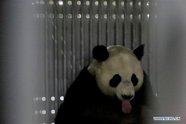 Giant panda Jiao Qing waits for boarding a chartered flight at an airport in Chengdu, capital of southwest China's Sichuan Province, June 24, 2017, to leave for Berlin Zoo in Germany. Meng Meng, a four-year-old female panda, and Jiao Qing, a seven-year-old male, will settle in their new home in Berlin on a 15-year research mission. (Xinhua)