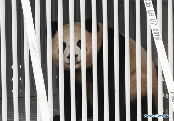 Photo taken on June 24, 2017 shows panda Meng Meng from China at an airport of Berlin, Germany. A pair of pandas have arrived here Saturday, making German public able to visit the animal species again at home after five years. (Photo/Xinhua)