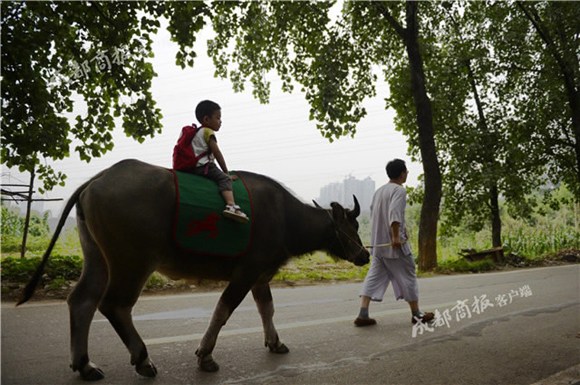 A 3-year-old child rides on the back of an ox to preschool with his father leading the rope walking ahead. (Photo from Chengdu Business Daily)