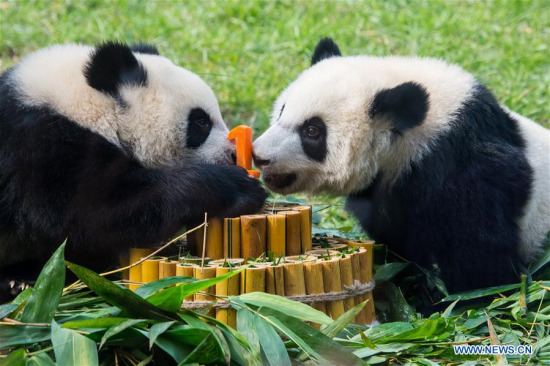 Photo taken on June 25, 2017 shows twin panda cubs Jianjian and Kangkang in Macao, south China. Macao celebrated the twin panda cubs' upcoming first birthday on Sunday.(Xinhua/Cheong Kam Ka)