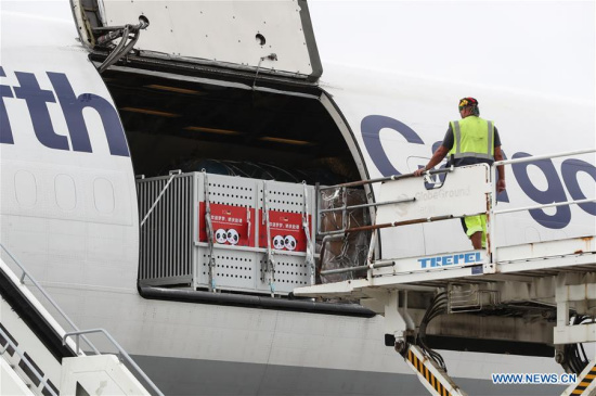 A working staff prepares to unload the cage carrying panda Jiao Qing from China at an airport of Berlin, capital ofGermany, on June 24, 2017. A pair of pandas have arrived here Saturday, making German public able to visit the animal species again at home after five years. (Xinhua/Shan Yuqi)