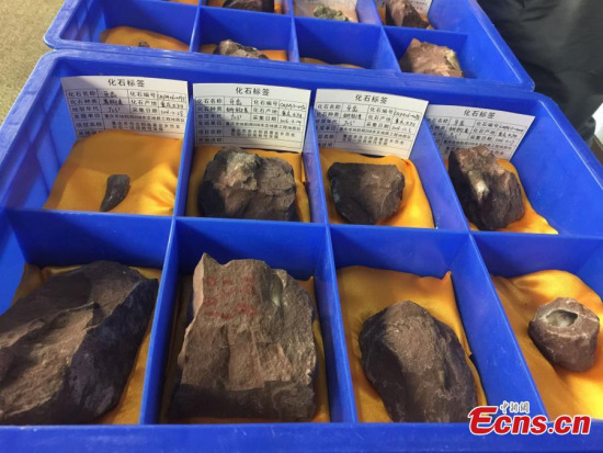 Dinosaur fossils on display in Chongqing Municipality. The dinosaur fossils are from at least five species and concentrated in a wall 150 meters long, 2 meters deep and 8 meters tall, close to a branch of the Yangtze River. An expert said the findings in Pu’an helps research into the evolution of dinosaurs. (Photo: China News Service/Liu Xianglin)