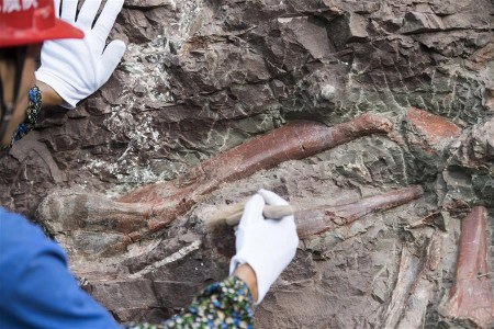 A technician cleans dinosaur fossil in Pu'an Township, southwest China's Chongqing, June 22, 2017. More than 5,000 fossils have been excavated from a fossil wall in Pu'an Township, Yunyang County, since October last year, just a year after the site was spotted by a local farmer. (Xinhua/Liu Chan)