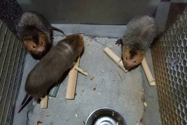 Bamboo rats raised by Xiao Ling. (Photo provided to China Daily)