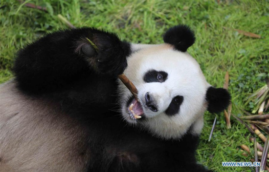 Photo taken on May 3, 2017 shows giant panda Jiao Qing at the Chengdu Research Base of Giant Panda Breeding in Chengdu, capital of southwest China's Sichuan Province. (Xinhua)