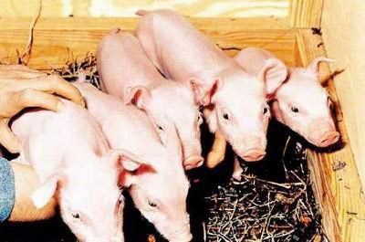 Photo of the somatic cell cloned pigs.
