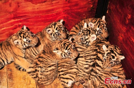 A Siberian tiger in a wildlife zoo in Southwest China's Yunnan Province has given birth to septuplets. The mother and the septuplets are currently in good condition. The tiger cubs will be fed by breeders after they are one month old, as seven is too many for the new mom. (Photo: China News Service/Liu Ranyang)