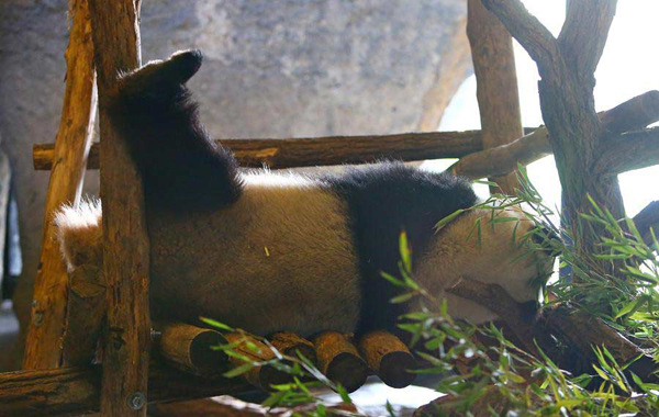 Photo taken on March 27 shows Xing Hui, the male panda, in the Pairi Daizi zoo in Belgium. (Photo/Xinhua)