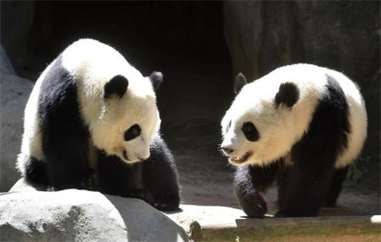 Mei Lun and Mei Huan at the Atlanta Zoo in Atlanta, Georgia, May 22, 2015. (Photo/Xinhua)