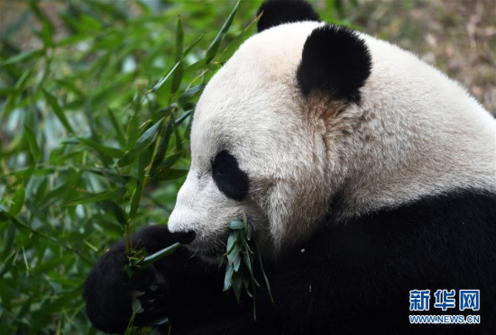 A close-up of Bao Bao eating bamboo at the National Zoo in Washington, Feb 21, 2017. (Photo/Xinhua)