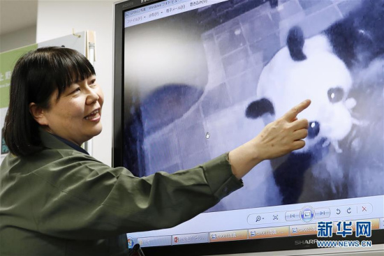 A Ueno Zoo staff points to an image of giant panda Shin Shin holding her newborn cub in her mouth, during a news conference at the zoo in Tokyo, in this Kyodo photo yesterday. (Photo/Xinhua)