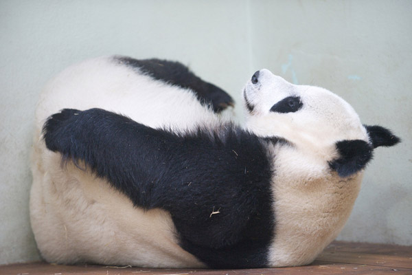 Tian Tian, the only female panda in the UK, may be pregnant, Edinburgh Zoo officials said. Rob Mcdougall / FOR CHINA DAILY