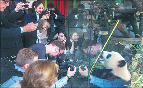 Meng Meng, a female panda from the Chengdu Research Base for Giant Panda Breeding, has become a popular star at the Berlin Zoo in Germany. (Photo/Xinhua)