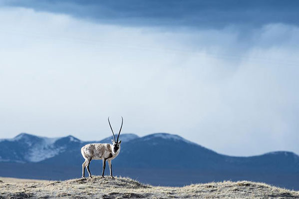 A Tibetan antelope at the Hoh Xil Nature Reserve. (Photo/Xinhua)