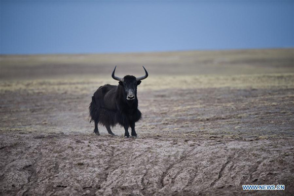 Photo taken on Dec. 1, 2016 shows a wild yak in Hoh Xil of northwest China's Qinghai Province. The 41th session of the World Heritage Committee on July 7, 2017 decided to put China's Qinghai Hoh Xil on the prestigious World Heritage List as a natural site.  (Xinhua/Wu Gang) 