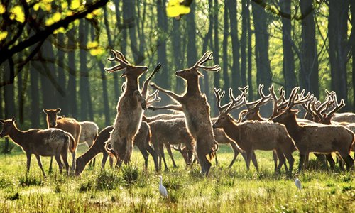 Yang Guomei's photographs of milu. (Photos/Courtesy of Yang Guomei)