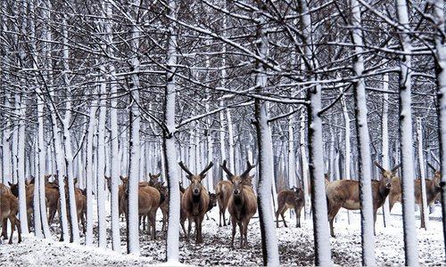 Yang Guomei's photographs of milu. (Photos/Courtesy of Yang Guomei)
