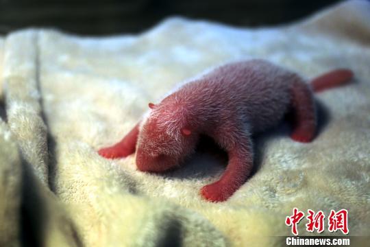 he cub, weighing 189 grams, was born at 12:33 p.m. on Monday. (Photo: China News Service/Zhong Xin) 