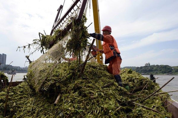 Workers deal with water lettuce on a refuse-removal boat in Chongqing on Sunday. (Photo by Ran Wen/For China Daily)