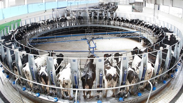 Cows with an automatic milking equipment in Hengshui, Hebei province. (Photo provided to China Daily)