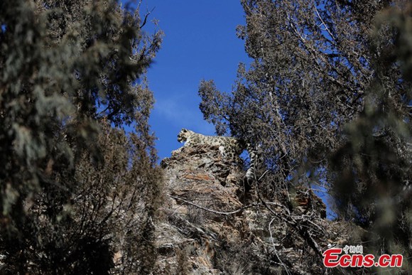 Rare snow leopard is spotted in Sanjiangyuan Region (or Three Rivers Headwater Region) of northwest China's Qinghai province respectively on Dec. 20 and Dec. 22, 2013, according to the local forestry bureau on Feb. 19, 2014. The snow leopard is a moderately large cat native to the mountain ranges of Central Asia.  (File photo/China News Service)