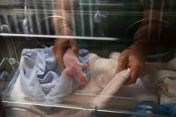 One of the twin cubs delivered by Huan Huan is put into an incubator. (Photo provided to China Daily)