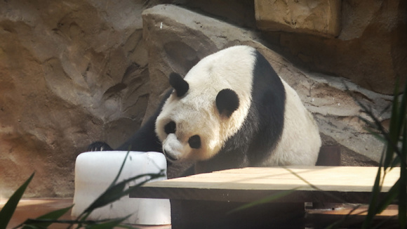 Giant pandas are given special care, including ice blocks and air-conditioned rooms, in summer heat in a zoo in Chengdu, capital city of southwest Chinas Sichuan province.  (Photo/CGTN)