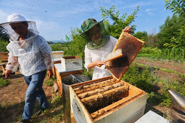 Wu Peishan (right), a beekeeper in Yichun, Heilongjiang province, checks the status of the bees and honey on her farm last month. Wu returned to her hometown from Beijing to start the beekeeping business in 2014. (Photo by Cai Cheng/For China Daily)