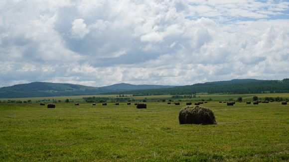 Mown grass for herds in winter.  (Photo: CGTN /Ning Hong)