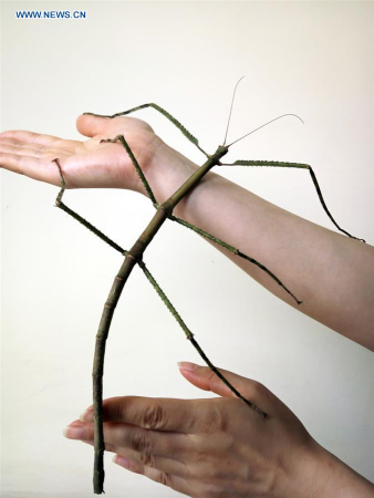 The file photo shows the then world's longest insect on the forearm of an adult in 2016. The Insect Museum of West China in Chengdu, capital of southwest China's Sichuan Province, said that insect was 62.4-cm-long. (Photo/Xinhua)