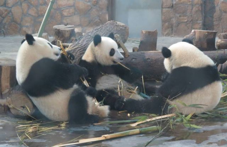 Giant pandas in Chengdu Research Base of Giant Panda Breeding (Photo/China.org.cn)