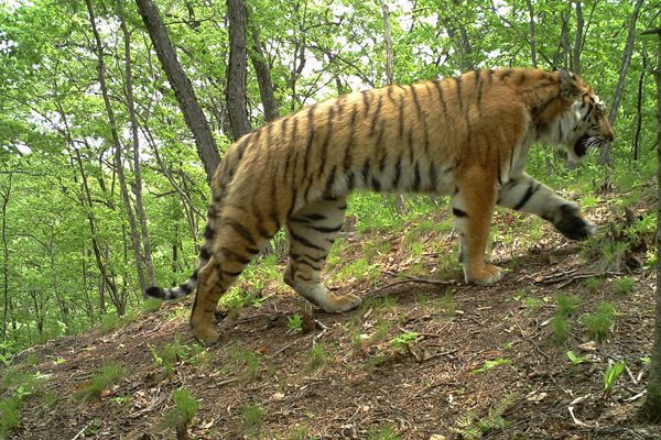 A Siberian tiger photographed in Hunchun, Jilin province, in 2015. (Photo/China Daily)