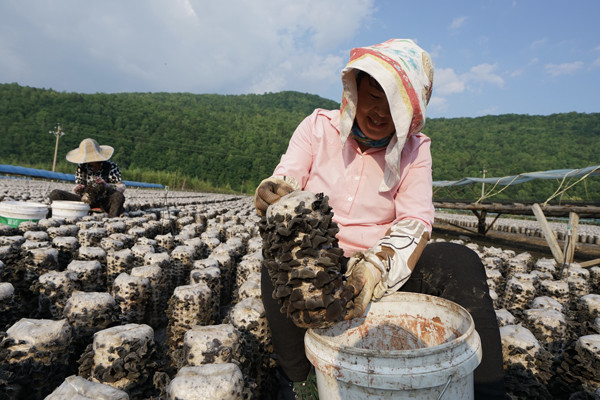 A worker picks edible fungi at a nature reserve in Wangqing. (Photo by Zhang Zefeng/China Daily)