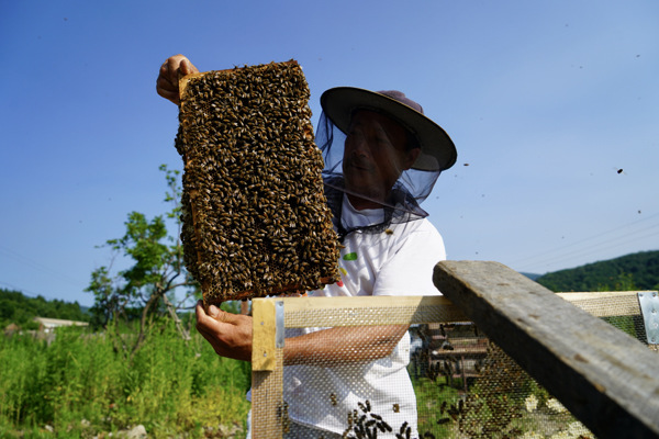 Sun Yanfa, a retired forestry worker, keeps bees in Wangqing, Jilin. (Photo by Zhang Zefeng/China Daily)