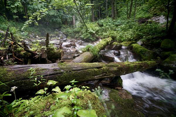A valley in Hunchun. Since 2015, State-owned forest farms in Jilin have shifted from logging to green industries, such as tourism. (Photo by Zhang Zefeng/China Daily)