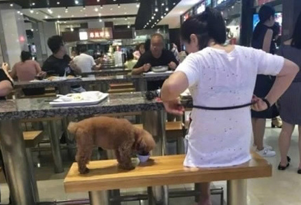 A woman feeds her pet dog with tableware used by customers at a restaurant in Dalian, a city in northeast China's Liaoning Province.(Photo/Video screenshot)