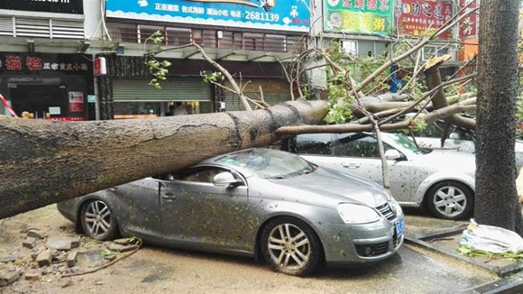 A broken tree is seen in Zhuhai, south China's Guangdong Province, Aug. 23, 2017. Hato, the 13th typhoon this year, landed at noon Wednesday in Zhuhai City, south China's Guangdong Province, bringing gales of 45 meters per second at its eye, according to local meteorological authorities. (Xinhua)