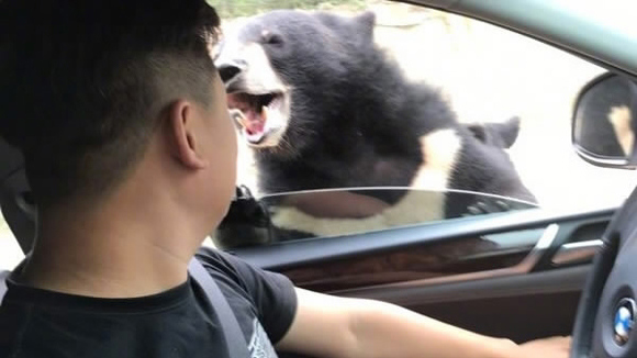A man was bitten by a bear on August 18 while trying to feed the animal at Beijings Badaling Safari Park. (Photo via Beijing Evening News Weibo)