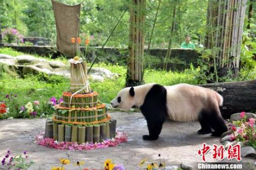 Giant panda Bao Bao enjoys her birthday cake at the China Conservation and Research Center for Giant Pandas in Dujiangyan City, southwest China's Sichuan Province, Aug. 23, 2017. Photo/China News Service