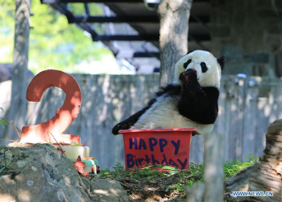 Giant panda Beibei is seen beside its birthday cake during a celebration at Smithsonian's National Zoo in Washington D.C., the United States, Aug. 22, 2017. The zoo on Tuesday held a celebration for giant panda Beibei's two-year-old birthday, which attracted lots of visitors. (Xinhua/Yang Chenglin)