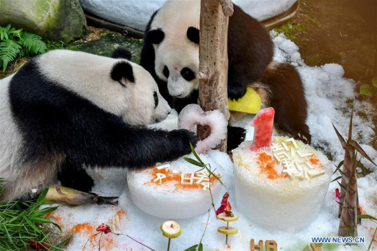 Giant pandas Liang Liang (L) and Nuan Nuan eat during a birthday celebration at the National Zoo in Kuala Lumpur, Malaysia, on Aug. 23, 2017. (Xinhua/Chong Voon Chung)