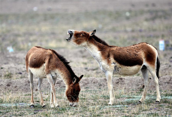 Two kiangs are seen in Hoh Xil in Yushu Tibetan Autonomous Prefecture, northwest China's Qinghai Province, June 30, 2017. Hol Xil has an average altitude of over 4,600 meters, making it an ideal habitat for Tibetan antelopes, kiangs and other animals. It was enlisted as one of the UNESCO's World Natural Heritages in July 2017. (Xinhua/Wang Bo)