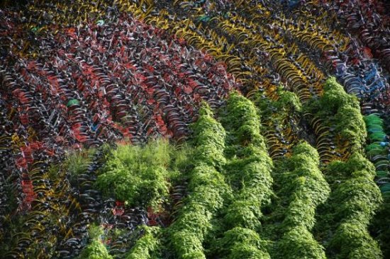 Abandoned bikes at an open space in Shanghai, many of them covered by plants. (Photo/ShanghaiDaily)