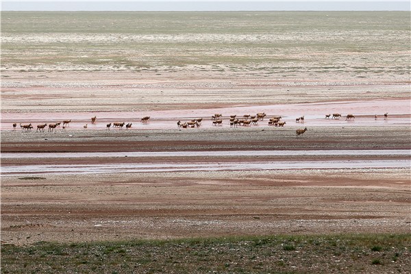 The Tibetan antelope is the best-known endangered species in Hoh Xil. (Photo by Wang Zhuangfei/China Daily)