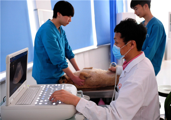 Veterinarians perform an ultrasound test on a dog in May at a pet hospital in Shenyang, Liaoning province. (Provided to CHINA DAILY)