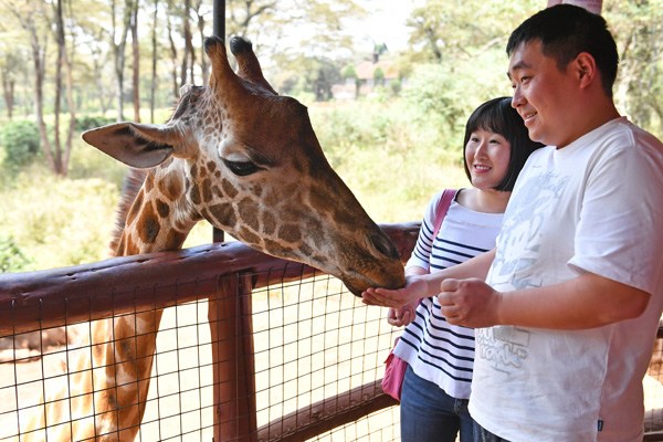 Two Chinese tourists feed a giraffe in Nairobi, Kenya, Feb 2, 2017. (Photo/Xinhua)