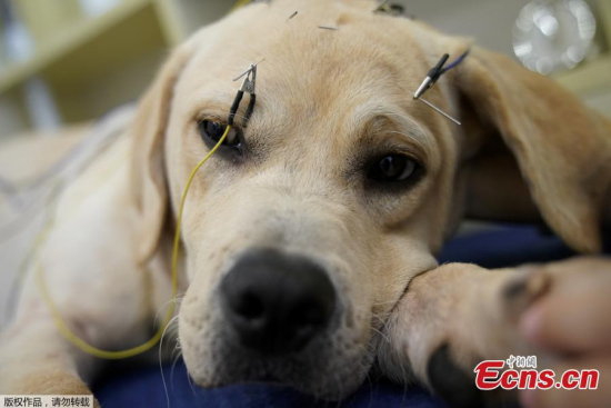 A dog receives treatment at a Shanghai TCM (Traditional Chinese Medicine) animal health center, which specialises in acupuncture and moxibustion treatment for animals, in Shanghai, China, on August 10, 2017. (Photo/Agencies)