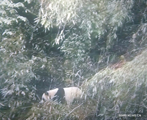 Photo provided by a forest ranger shows a wild giant panda in Wawu Mountain Nature Reserve in southwest China's Sichuan Province, Aug. 28, 2017. A wild giant panda has been spotted on a mountain in southwest China's Sichuan Province, Wawu Mountain Nature Reserve Administration said Thursday. (Xinhua/Wawu Mountain Nature Reserve Administration hand out)